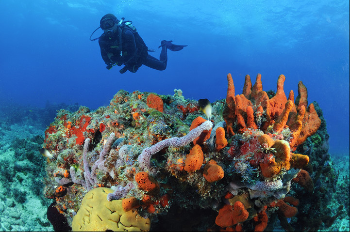 Un buzo explora los coloridos arrecifes de coral en las aguas cristalinas del Mar Caribe, frente a las costas de México. Foto: AFP.