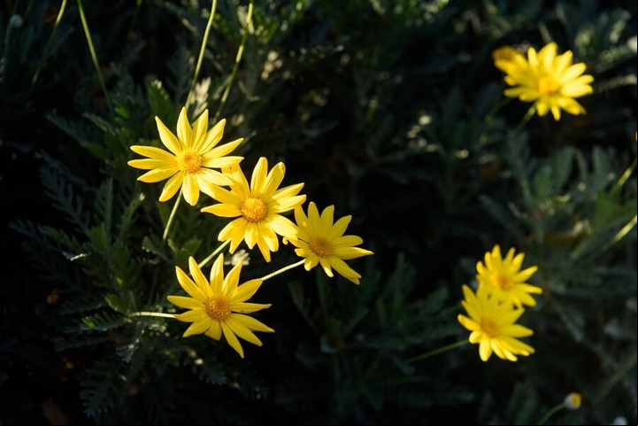 La margarita amarilla florece incluso en pleno invierno y se convierte en la protagonista del jardín. Foto: Freepik.
