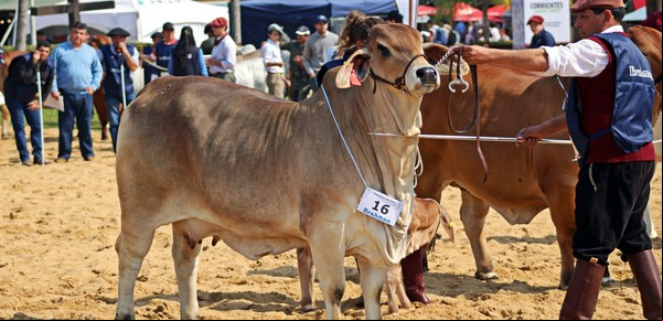 Se viene una nueva edición de "las Nacionales", con más de 1.200 animales en pista