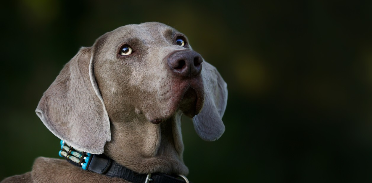 Científicos revelaron el misterio de cómo ven realmente los perros: ¿qué gamas de colores pueden reconocer?