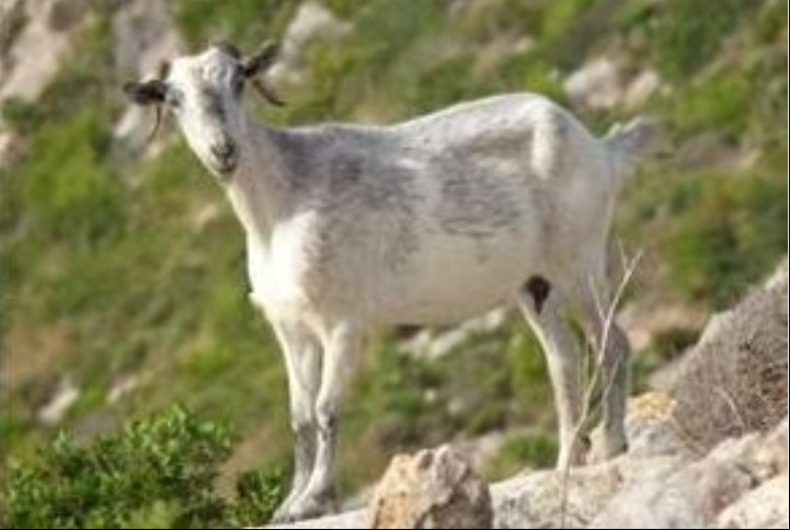Viven en una diminuta isla de formación volcánica y nunca se supo de donde llegaron (EFE).