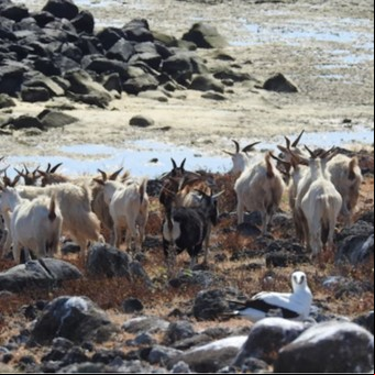 Las misteriosas cabras que desde hace 300 años viven sin agua dulce en una isla 
