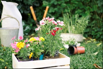 Estas plantas exóticas florecen cuando otras se apagan: ideales para mantener tu jardín vivo durante todo el otoño