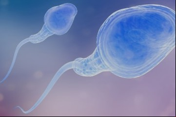 Se viene la primera carrera de espermatozoides con 1.000 espectadores y 100 asientos VIP
