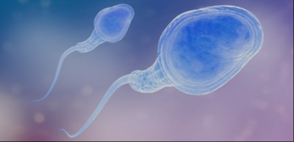 Se viene la primera carrera de espermatozoides con 1.000 espectadores y 100 asientos VIP