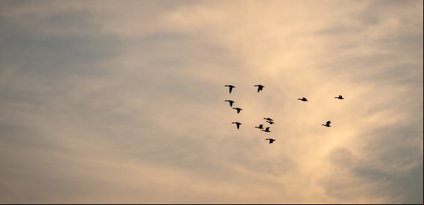 El enigma de un ave incomprendida: este animal regula, limpia y combate las plagas en nuestro entorno