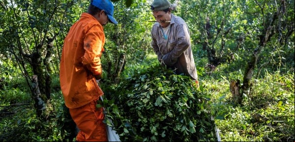 Yerba mate: creen que será una de las peores zafras por el bajo precio que pagan a los productores