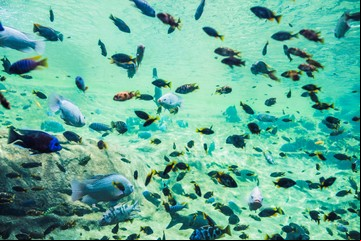 Este pez puede trasladarse fuera del agua y sobrevive varios días expuesto al aire atmosférico: dónde vive