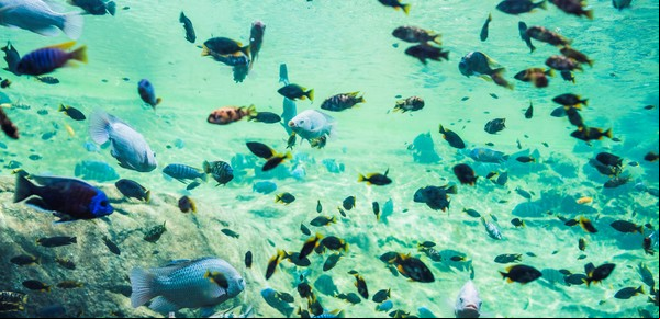 Este pez puede trasladarse fuera del agua y sobrevive varios días expuesto al aire atmosférico: dónde vive