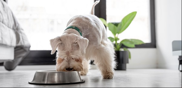 ¿Es necesario ajustar la dieta de perros y gatos en invierno?: esto dicen los expertos