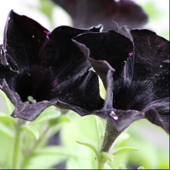 Son raras, sofisticadas y están de moda: 3 flores negras que tenés que plantar este año