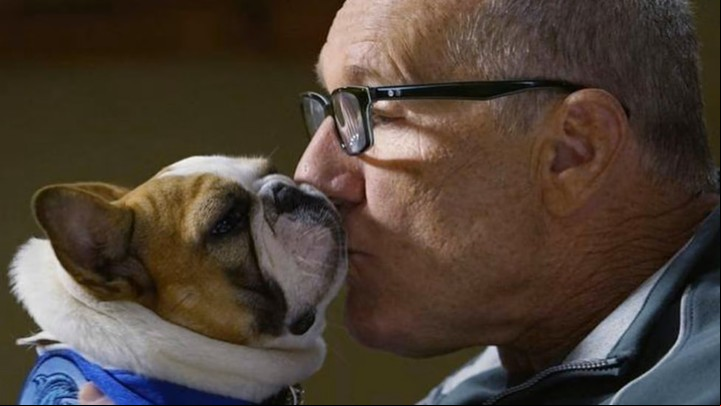 Stella se roba todas las miradas de "Modern Family". Es una bulldog sa llamada Beatrice en la vida real.