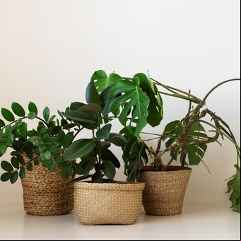 Para los fanáticos de las plantas de interior: cuáles son las 7 complicaciones más comunes y cómo solucionarlas 