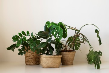 Para los fanáticos de las plantas de interior: cuáles son las 7 complicaciones más comunes y cómo solucionarlas 