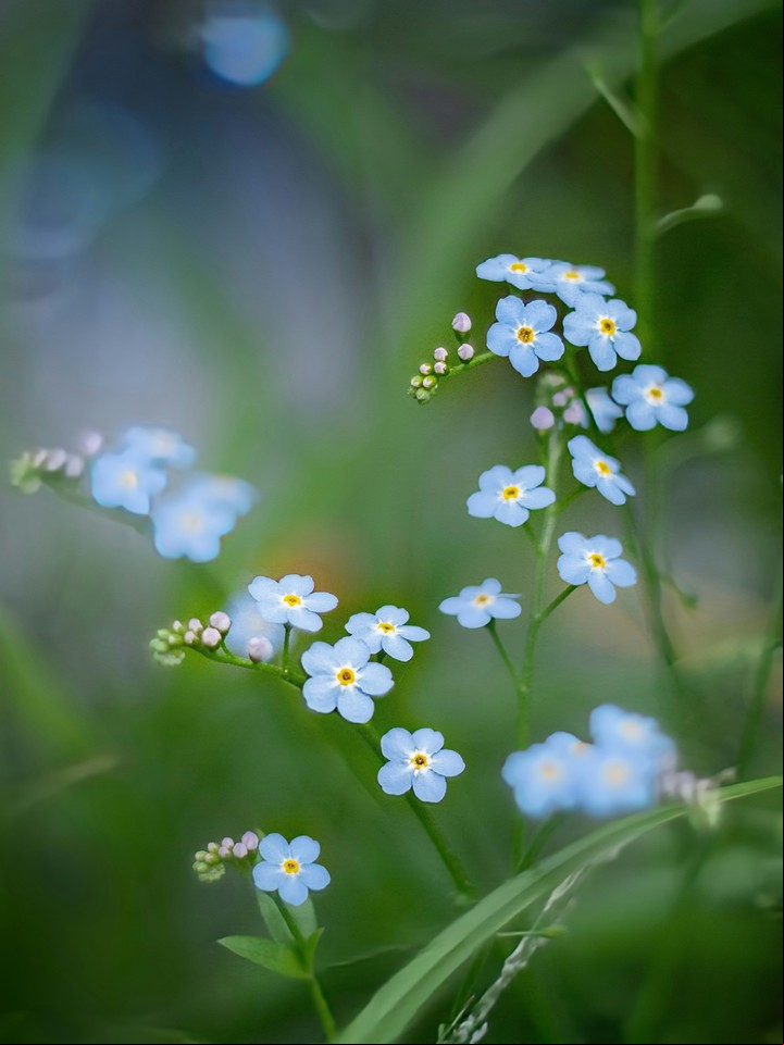 La flor favorita de Lady Di era la nomeolvides, una planta pequeña, pero cargada de simbolismo. Foto: Unsplash.