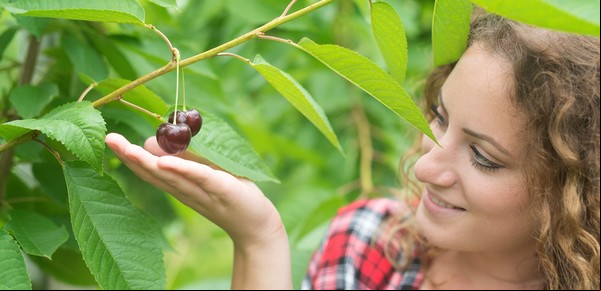 Así podés germinar semillas de cereza fácilmente en casa: guía práctica para principiantes