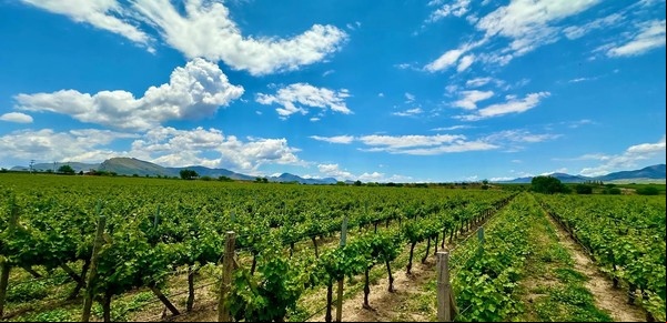 La Toscana con un lado mágico: el sabor de la región vitivinícola de Bolivia