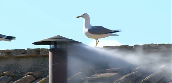 Nuevo Papa en el Vaticano: las gaviotas quedaron en la histórica imagen de la fumata blanca, pero son una pesadilla para los fieles que colmaron Roma