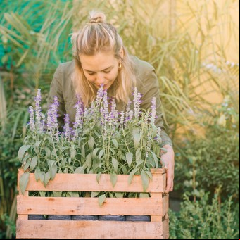 La poda secreta que usan los expertos para que la lavanda explote en flores