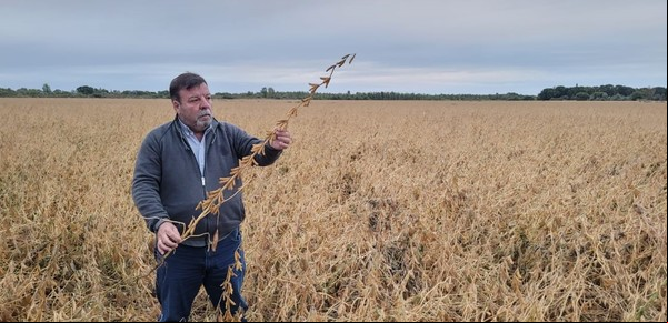 El riego revoluciona la Patagonia norte con rindes de soja que superan los 5.000 kilos