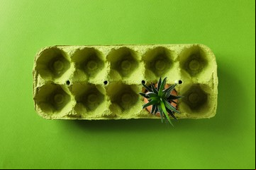 El truco casero con maple de huevo que hará florecer tu jardín sin químicos la próxima primavera
