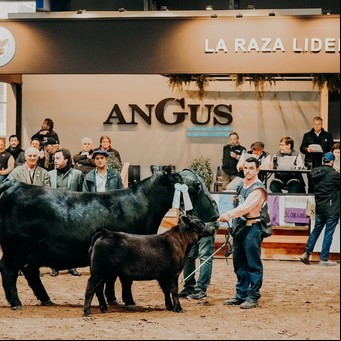 Semana Angus de Otoño 2025: la principal raza del país palpita una nueva exposición en fórmula Indoor
