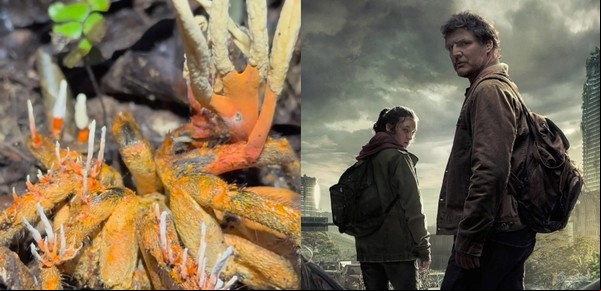 Impactante descubrimiento de una tarántula infectada con cordyceps, el hongo de The Last Of Us
