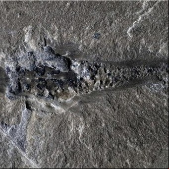 Descubren un nuevo depredador con tres ojos y 506 millones de años de antigüedad
