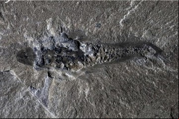Descubren un nuevo depredador con tres ojos y 506 millones de años de antigüedad