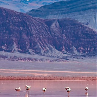 Así es la “isla” de los flamencos en Catamarca: un cráter volcánico transformado en paraíso natural que tenés que visitar