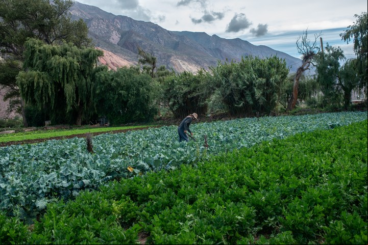Maimará es un pueblo de tradición agrícola. Foto Shutterstock
