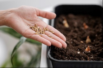 Cómo guardar correctamente las semillas para que sirvan en otra temporada: el consejo de los jardineros expertos
