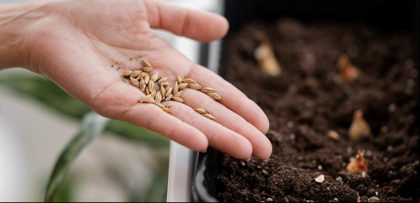 Cómo guardar correctamente las semillas para que sirvan en otra temporada: el consejo de los jardineros expertos