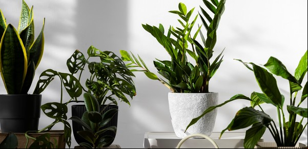 Esta planta frutal es tendencia en diseño de interiores: es fácil de cuidar y se duplica rápidamente