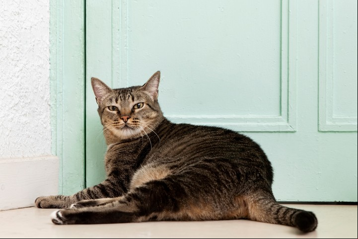 Un entorno enriquecido ayuda a mantener la salud mental del gato sénior. Foto: Freepik.