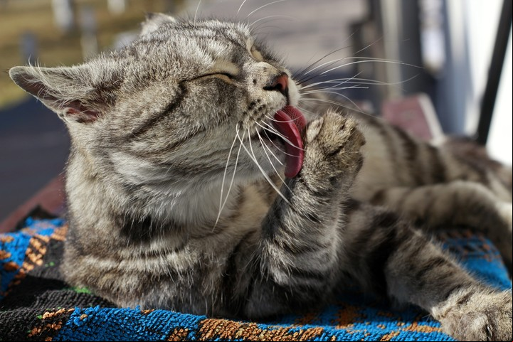 Algunos gatos mayores dejan de acicalarse con la misma frecuencia. Foto: Freepik.