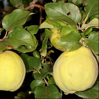 Cómo sembrar un árbol de membrillo y cuál es su verdadero nombre que casi nadie conoce