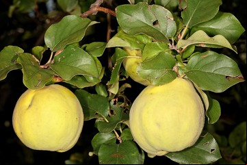 Cómo sembrar un árbol de membrillo y cuál es su verdadero nombre que casi nadie conoce