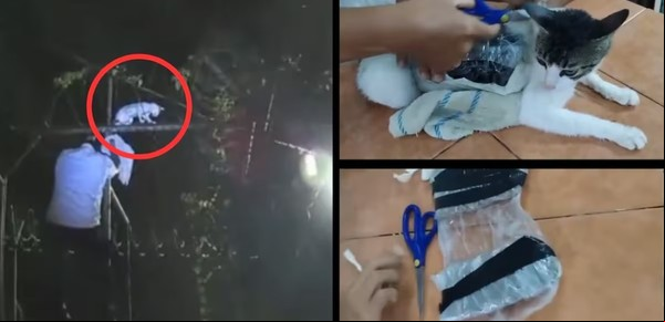 Atraparon al "narco - gato": ingresaba drogas a una cárcel de Costa Rica