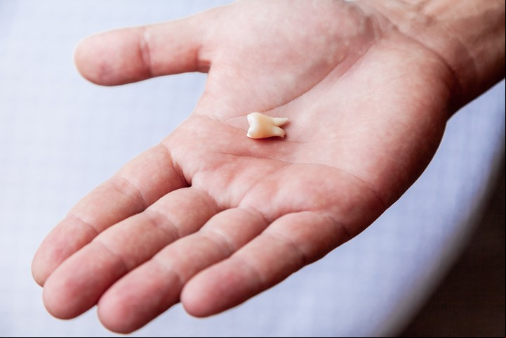 Los molares simbolizan la perseverancia y obstinación. Foto: ilustración Shutterstock