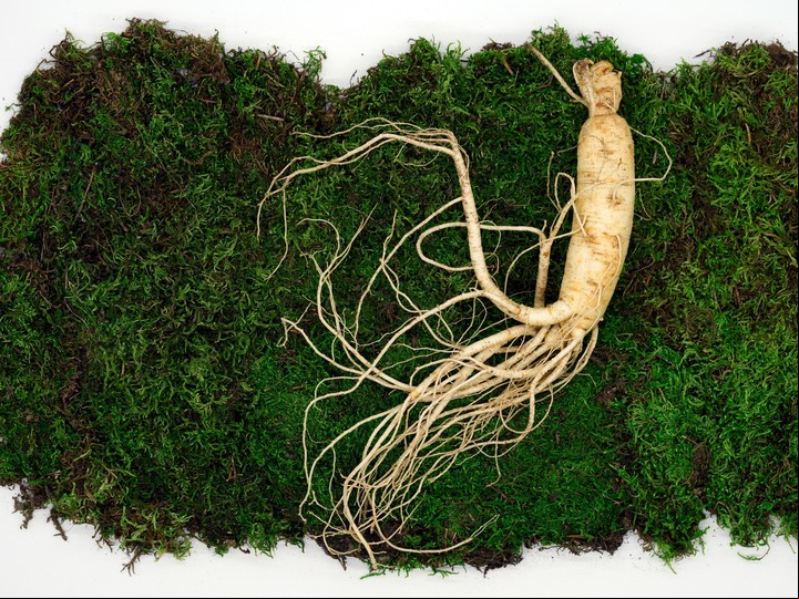El ginseng necesita especiales para crecer. Foto: Unsplash.