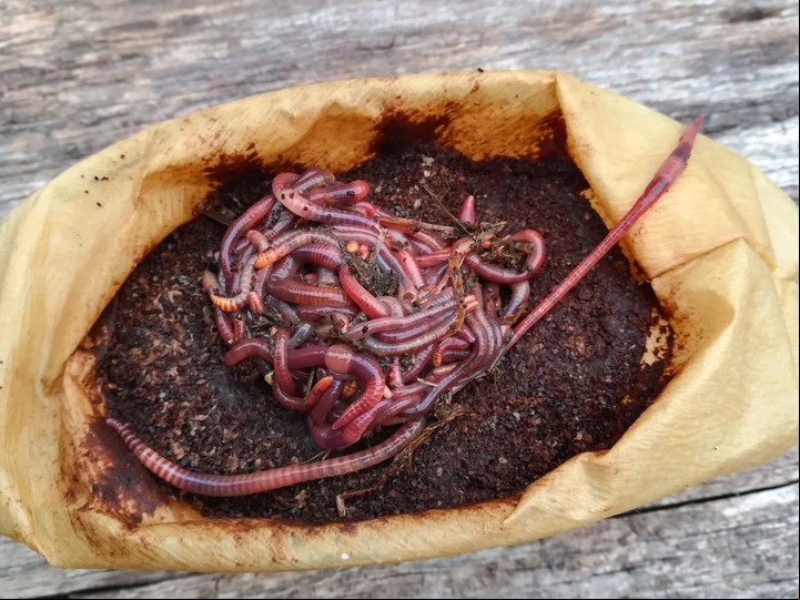 Soñar con gusanos en la comida simboliza algo corrupto o podrido, dice el diccionario de Tahoces. Foto: ilustración Shutterstock