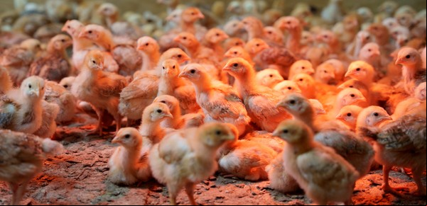 Adoptan 5000 pollitos después de un devastador "error humano": pasaron tres días encerrados en un camión