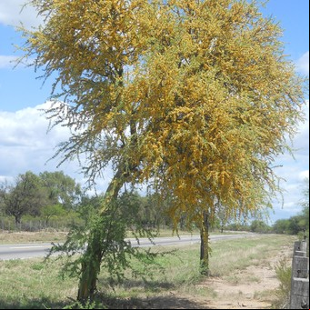 ¿Cómo se llama el árbol más fuerte del mundo?: es nativo de Argentina y un emblema del país