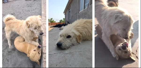 King Charles: todo lo que no sabías del "perro con aura" viral del momento que casi pierde su reinado
