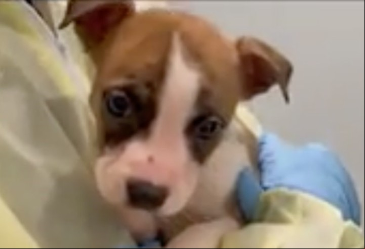 El perro, un pitbull mestizo, fue trasladado a un refugio de animales.